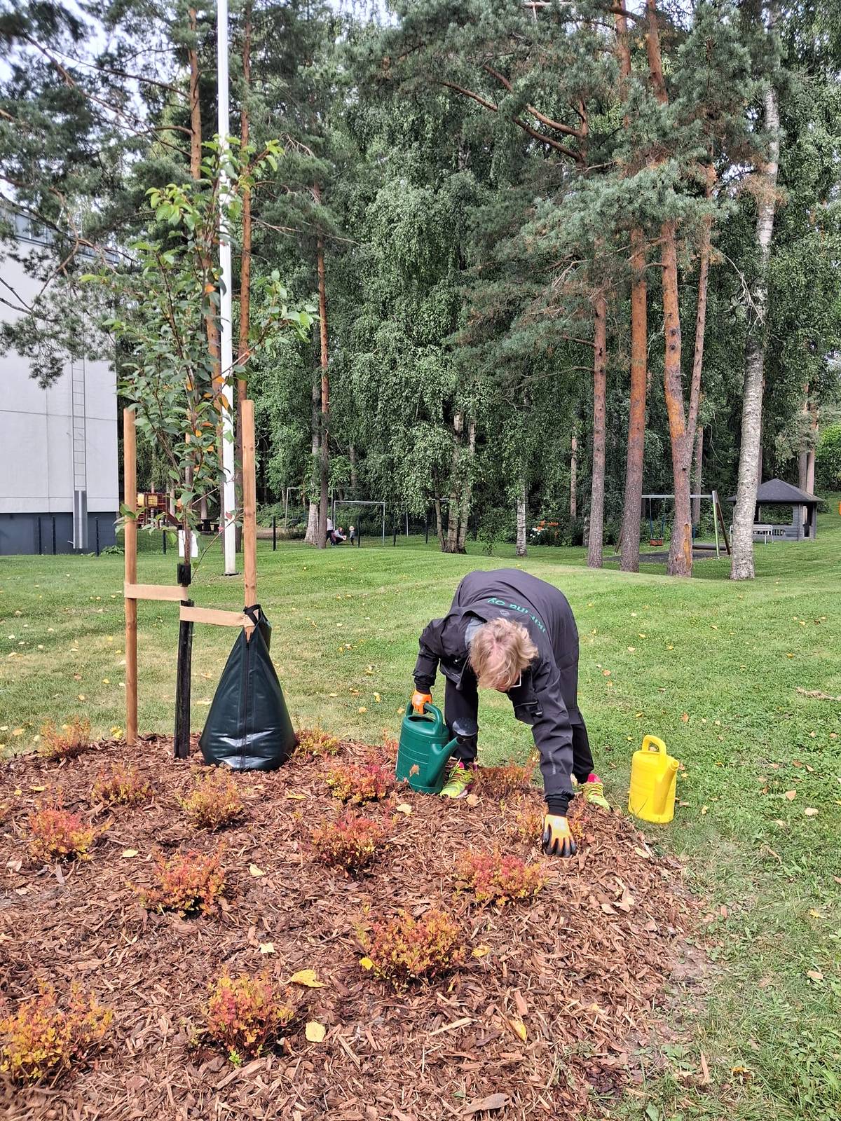 ikiPihan työntekijä kastelemassa uusia istutuksia taloyhtiön pihalla