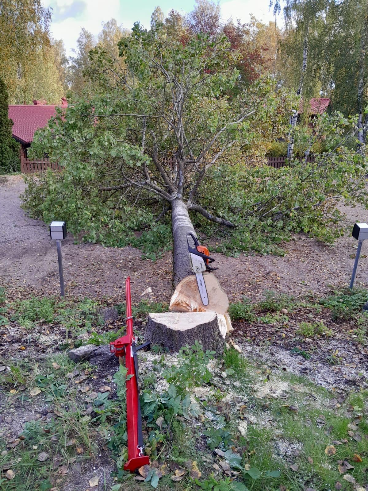 Pihapuun kaato ja rungon katkaisu moottorisahalla